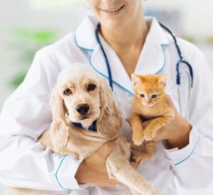 veterinarian marketing miami florida 625